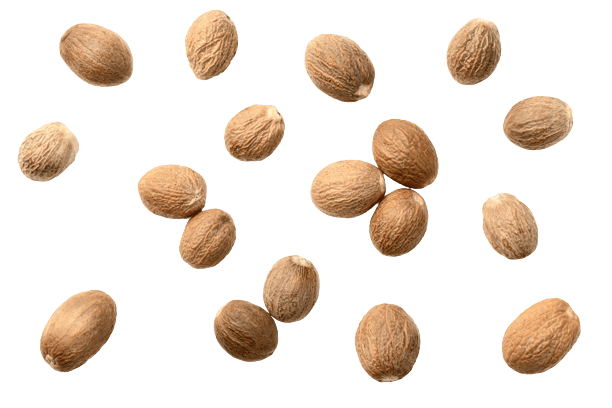Coriander